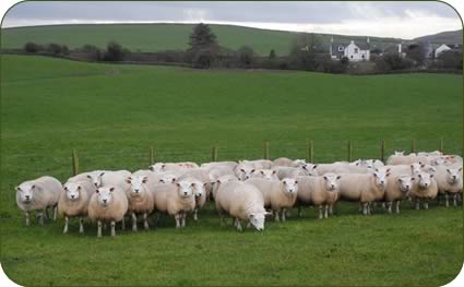 Ewe lambs