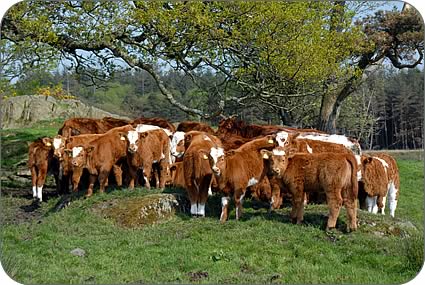 Simmental cross calves at Abbots Reading at five to six weeks old