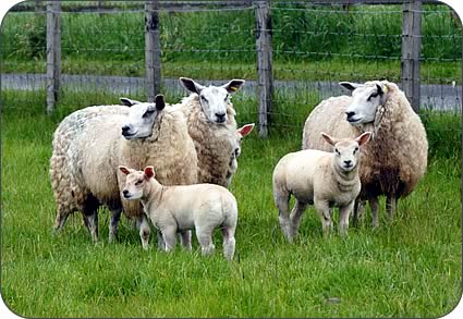 Crossbred commercial ewes with lambs.