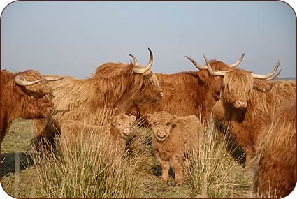 Highland cattle