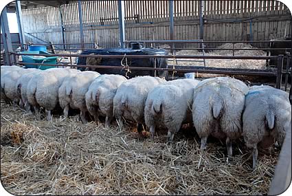 Beltex in-lamb females.