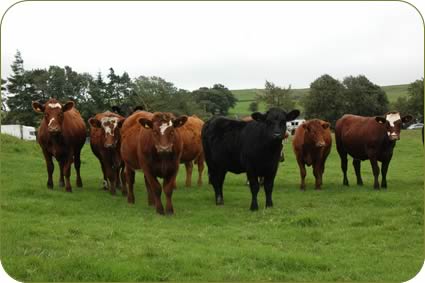 17 to 18 month old in calf Beef Shorthorn sired heifers