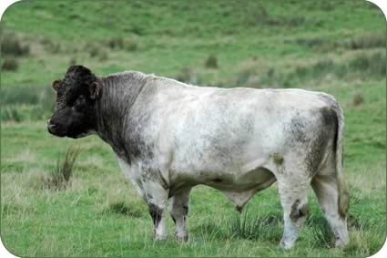 May 2003 born home-bred stock bull Glenkiln Cambus at work with cross-bred cows.