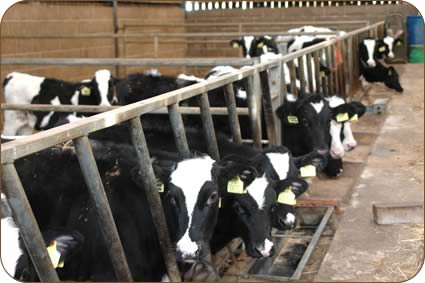 Heifer calves at Anguswell.