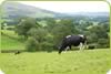 Sedbergh Milk 