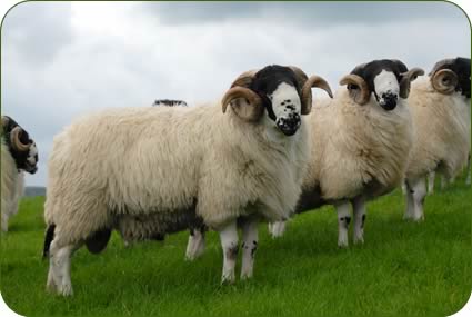 Rough Fell shearling rams