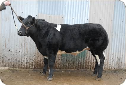 The 18 month old steer which won the strong steer class of 14 at Borderway's Agri-Expo in Carlisle, sponsored by The Farmers Mart.