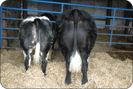 The Agri Expo steers, both sired by stock bull Hillside Wallace, with left, the first prize winner.