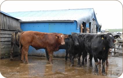 Strong store cattle at Terrys Farm, Little Ormside.