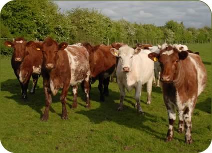 Glenariff females