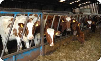 Ayrshire youngstock at Sunny Bank Farm.