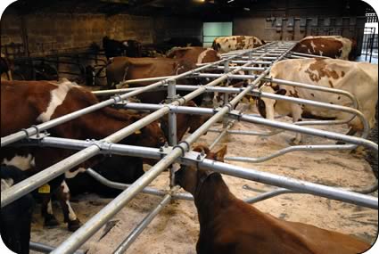 Milkers in new cubicles at Sunny Bank Farm.