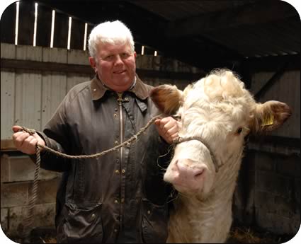 Harry with a young Hereford bull