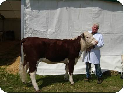 Harry with a show heifer.