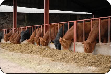 Upper Nisbet Cattle