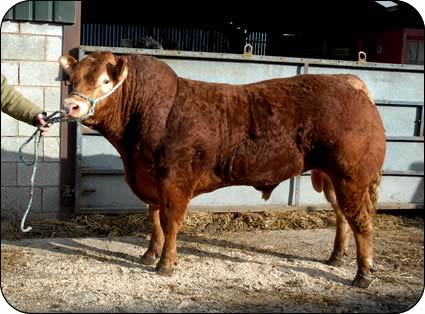 New stock bull Overthwaite Chartered bought for 12,000gns at the February 2009 sale in Carlisle.