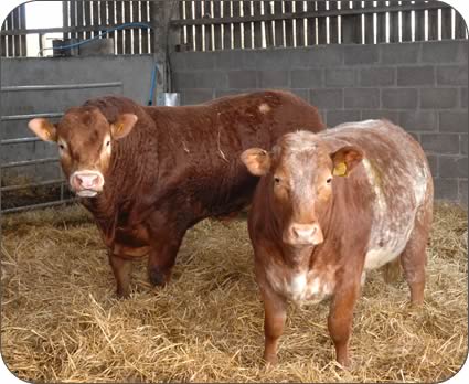 Overthwaite Chartered with a heifer.