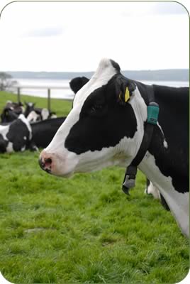 A Holstein at Canonwinder wearing a neck collar with transponder. 
