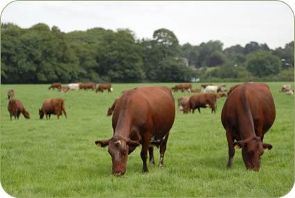 Kenny MacGregor with stock bull Overthwaite Chartered.Enjoying the lush grass