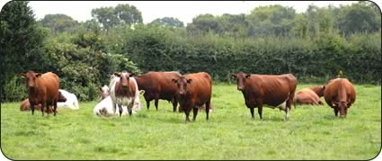 In calf cows
