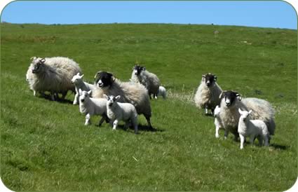 Blackface and Cheviot cross ewes and lambs