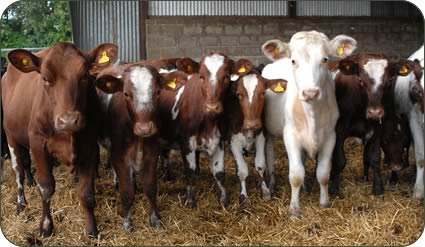 Heifers