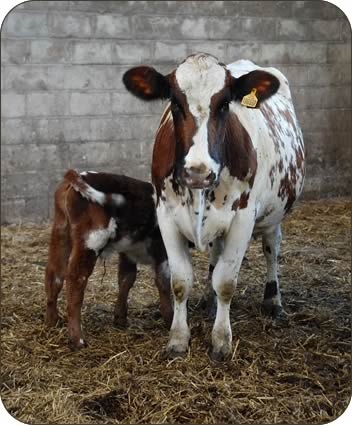 a new-born calf 
