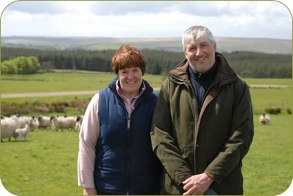 Marion and David and Blackface ewes with their Mule lambs