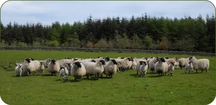 Blackface ewes with their Mule lambs