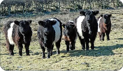 Belted Galloway cows and calves