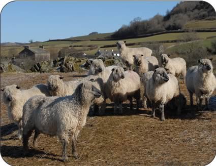 Wensleydale in-lamb ewes