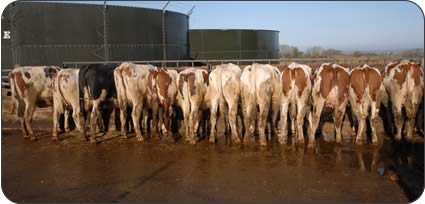 Ayrshire heifers