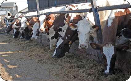 The Sandersons herd milkers