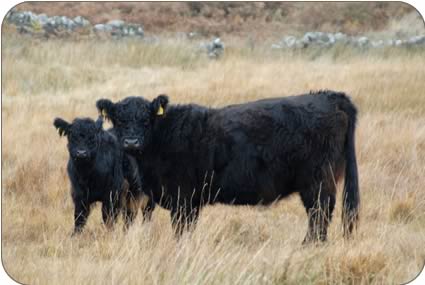 Galloway cow and calf on the hill