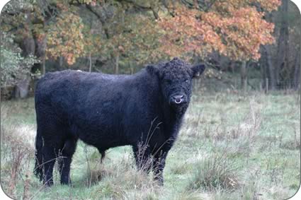 Galloway stock bull Ronaldo of Fingland which was the Castle Douglas champion in 2008.