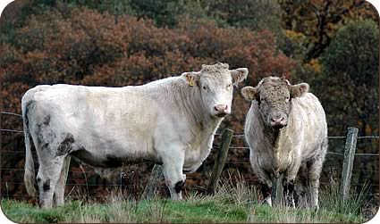 Home-bred Whitebred Shorthorn stock bulls