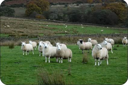 Cheviot and Blackface ewes and ewe lambs