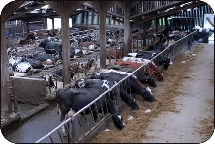 Cows at Low Sizergh are fed both TMR and grazed grass in the summer