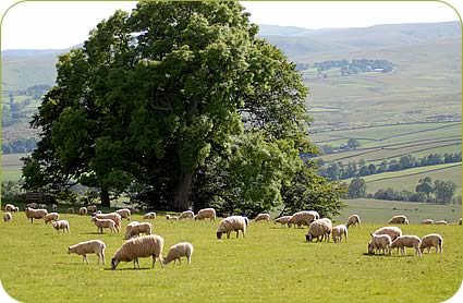 Mule ewes and lambs