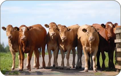 Limousin cross Stabiliser heifers