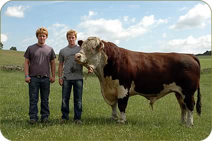 Stephen, left, and William with stock bull Free Town Casanova
