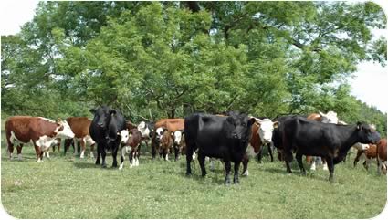 Hereford and Angus cross cows with their Hereford-sired calves at foot.