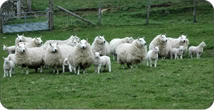 South Country Cheviot ewes and lambs