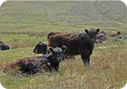 Galloway cows and calves out on the hill at Hindhope
