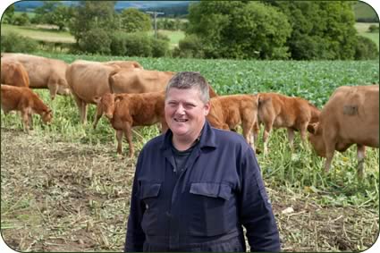 Richard Barron with cows and calves strip-grazing the Redstart and Swift hybrid brassicas
