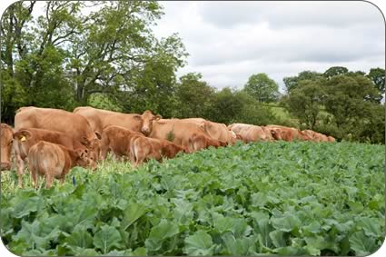 South Devon cows and calves strip-grazed Redstart and Swift hybrid brassicas from mid-July to relieve pressure on grazed grass.
