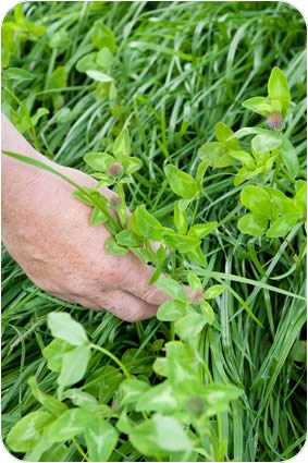 Red clover is included in the Aber High Sugar Grass mixture
