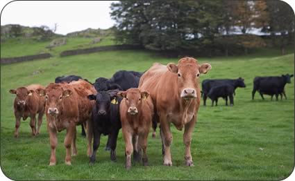 Limousin cross cows and calves