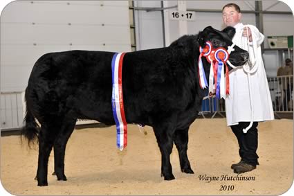 Scottish Winter Fair Champion Alejandro