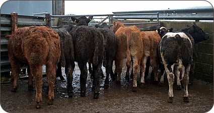 suckled calves (in their working clothes